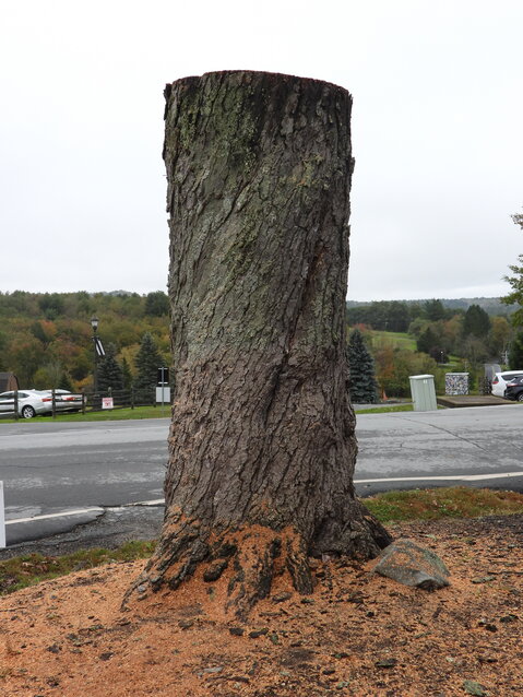 The historic 60-foot tall red maple was reluctantly cut down in September. Now, artists will put their bid in to use its lumber.