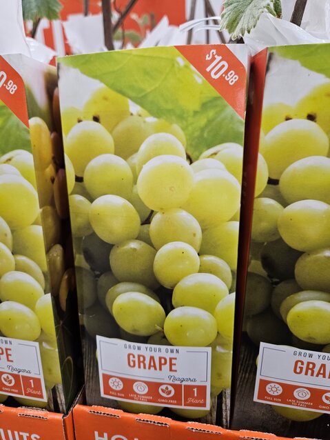 Pre-packaged Grape Vine