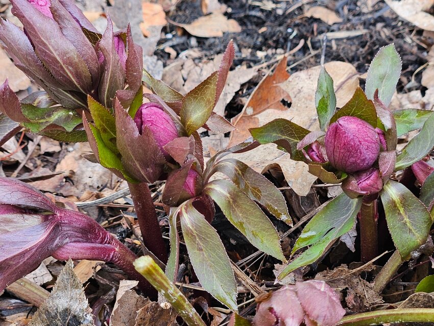 One of my Helleborus (deer resistant)
