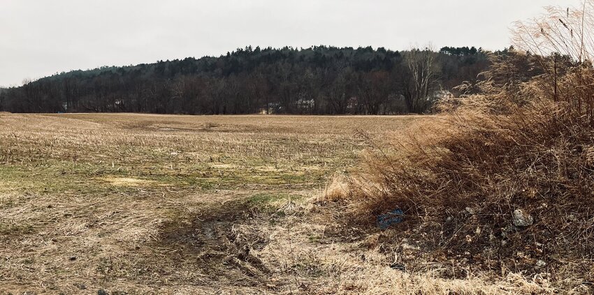 Dry vegetation in Cochecton is indicative of the landscape across Sullivan County.