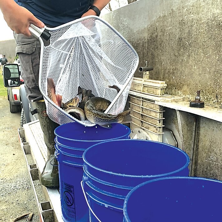 Preparing to stock Lily Pond for the Annual Pike County Fishing Derby.