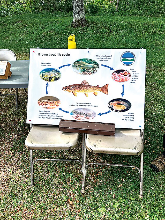 The DEC Catskill Trout Hatchery set up a display of the cycle of life for the brown trout that the Livingston Manor elementary students released.