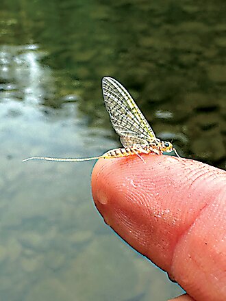 A Gray Fox mayfly, as photographed by Seth Cavarretta. Gray Foxes are among the many flies hatching for the past couple of weeks and into Bug Week.