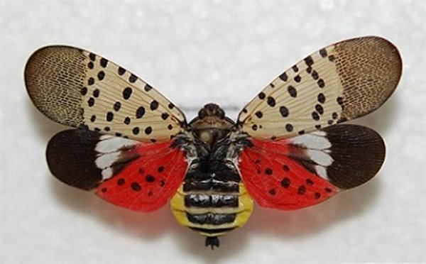 A real threat to New York State's agriculture industry is the now invasive Spotted Lantern Fly that destroys our beautiful maple, walnut and apple trees and grape vines. The New York State Department of Conservation  recently sponsored an online webinar to encourage the publics' assistance in surveying and reporting any local  infestations.