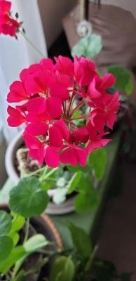 My Aunt Judy's geranium blooming right now.