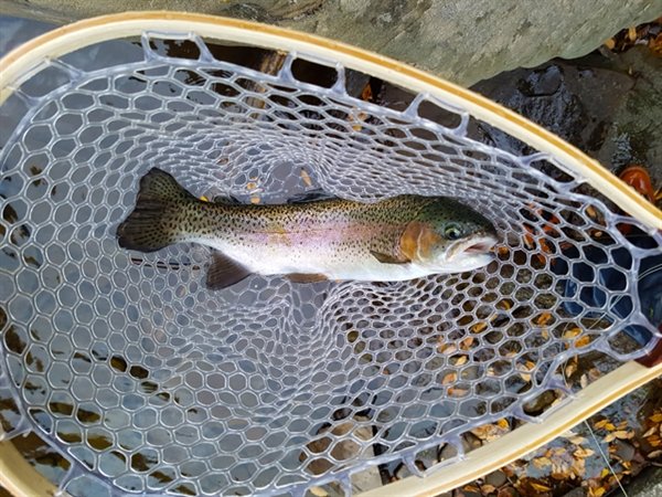 A nice rainbow trout caught in the Beaverkill this weekend by Niko Stahl on a sulphur-type dry fly.