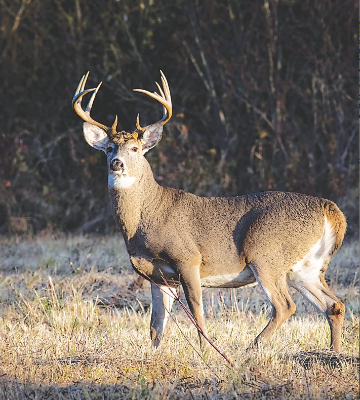 New York State legislation now allows youths ages 12 and 13 to hunt deer with a firearm or crossbow under the supervision of an experienced adult hunter in upstate counties that opt-in to participate.