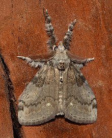 White-Marked Tussock Moth
