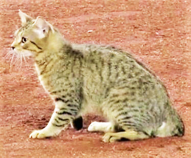 Never got his name but this Kittie put on some amazing moves as Yankee Stadium security and ground crew attempted to catch him, but couldn’t grab him August 1 during the Yankee-Baltimore game.