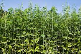 Hemp is refined into products such as hemp seed foods, hemp oil, wax, resin, rope, cloth, pulp, paper and fuel.