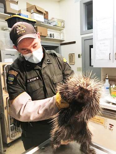 Officer Charles Eyler, wearing protective gloves, handling an injured female porcupine at Trevor Zoo.