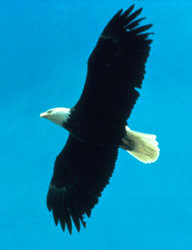 These days, bald eagles are a fairly common sight in the skies over Sullivan County, particularly over the Delaware River.