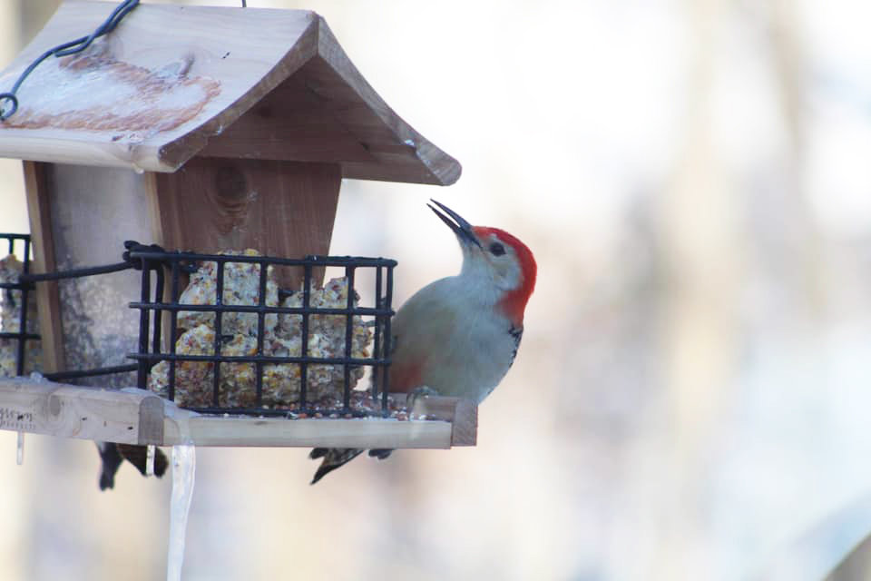 Handsome and well dressed, woodpeckers are a favorite of bird watchers.