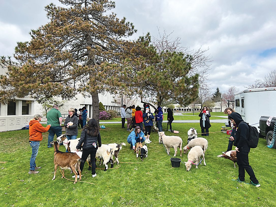 Buck Brook Alpacas and BeaverWood Farm brought livestock for students to play with, pet, and learn more about their role in environmental sustainability.