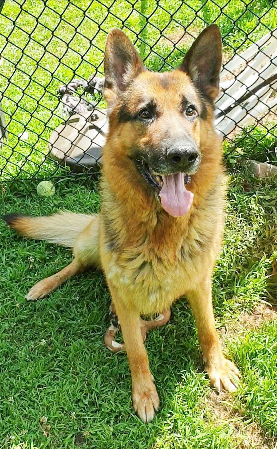 Four German Shepherds rescued at the property, including the one pictured, are available for adoption at C.A.R.E.’s shelter in Ferndale.
