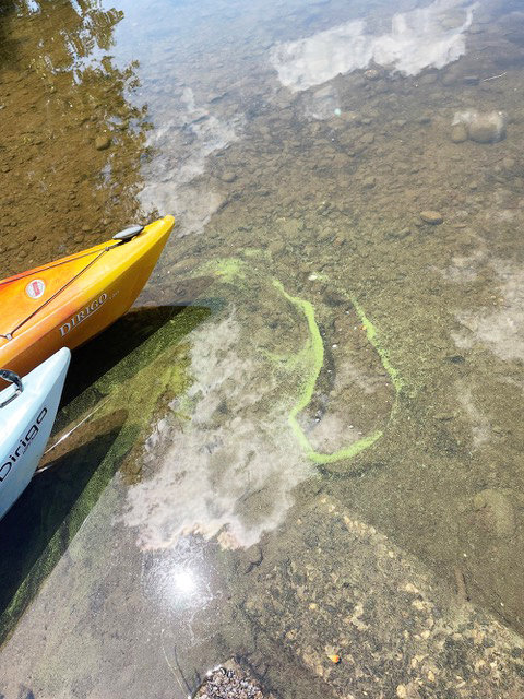 The suspected blue-green algae in Lake Superior.