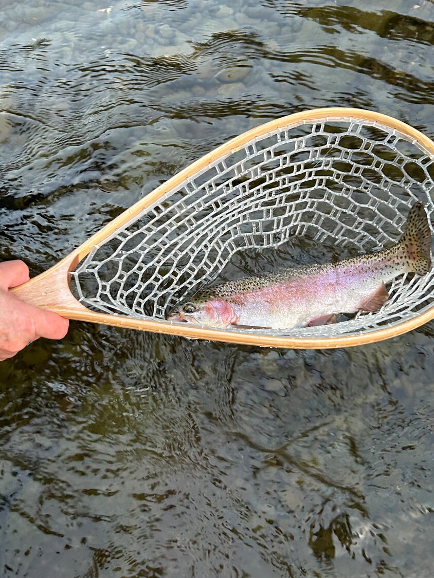 A beautiful wild rainbow trout caught by Martha Mason.