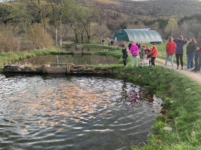 4-H members observing the trout in the pond.