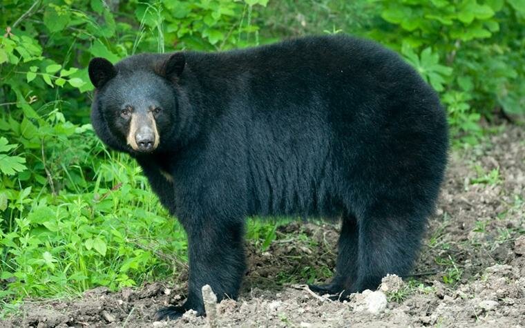 Black bear sightings reported near Cole Camp