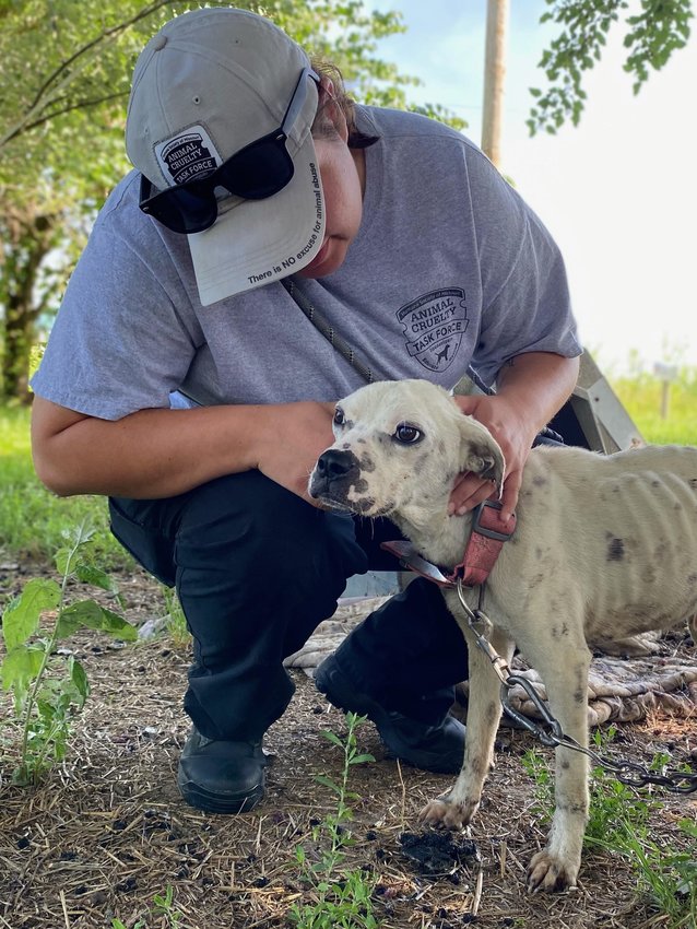 An Animal Cruelty Task Force officer comforts one of the dogs rescued in Pettis County this week. Between both rescue operations made in Sedalia, ACT helped rescue 13 dogs and eight cats from inhumane conditions. The recovered animals are receiving medical care in St. Louis.