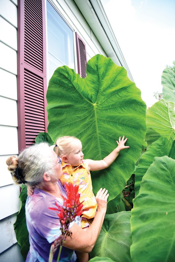 Kelly Estes, of Sedalia, and her granddaughter Adrianne Colgan, 3, stand among her giant elephant ear plants on Tuesday. Estes&rsquo; said this particular leaf is her prized possession. Some of her elephant ears are 3 feet long and 2 feet wide.