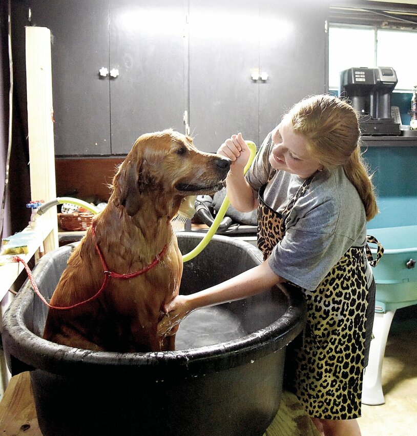 Chelsey McGrath, the owner of Divine Canine Dog Grooming LLC, gives her client Nova a bath Thursday morning, May 25. McGrath recently opened her business inside Bark House Bed &amp;amp; Biscuit, owned by Austin and Kaitlyn Cunningham.   Photo by Faith Bemiss | Democrat