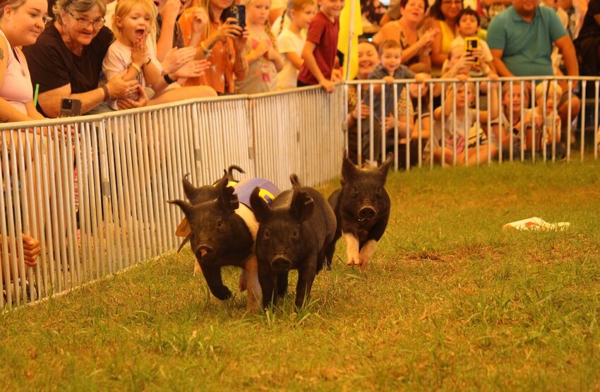 Spectators watch as the contestants stride toward the prize Tuesday afternoon at the Hedrick's Racing Pigs Show at the Missouri State Fair.&nbsp;   PhotoCredit: Photo by Bryan Everson | Democrat