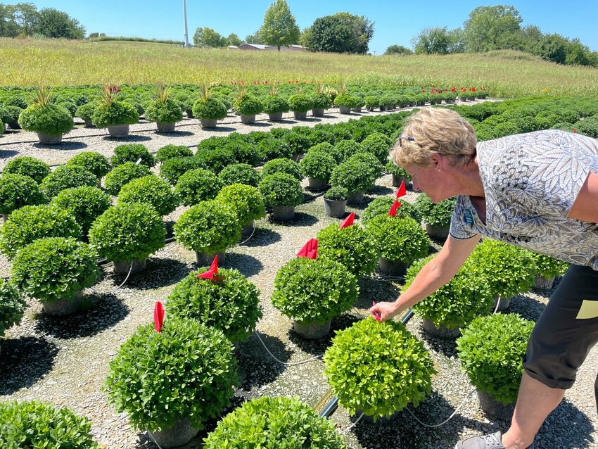 State Fair Community College agriculture instructor Kim Rimel checks the 1,200 mums her department is raising for the annual sale beginning Sept. 19.   Photo by Chris Howell | Democrat