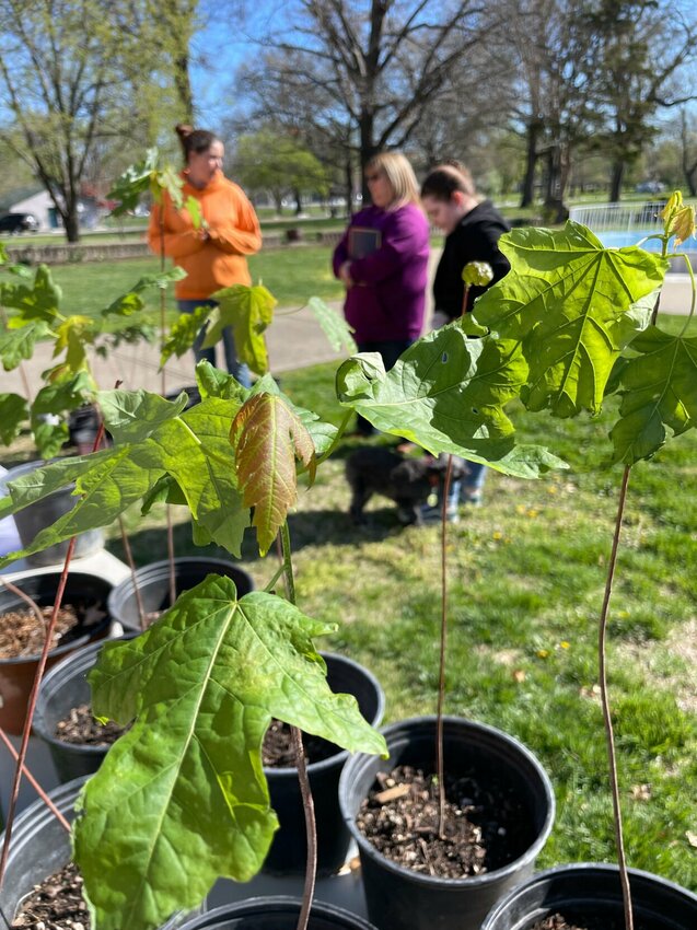 Sedalia Parks and Recreation head landscaper Shawna Yeager gives away young native Missouri trees at the Arbor Day event Friday, April 5 outside Convention Hall in Liberty Park.   Photo by Chris Howell | Democrat