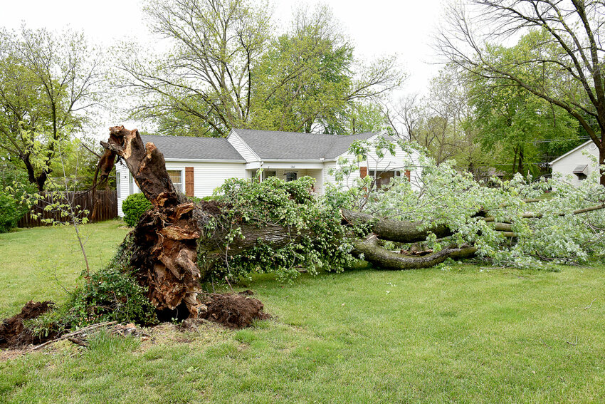 A large silver maple tree fell during storms on Thursday, April 25 and into the early morning hours of Friday, April 26 in Sedalia. The tree barely missed a home in the 1100 block of State Fair Boulevard. More storms are predicted for Saturday, April 27 and Sunday, April 28.&nbsp;   Photo by Faith Bemiss-McKinney | Democrat