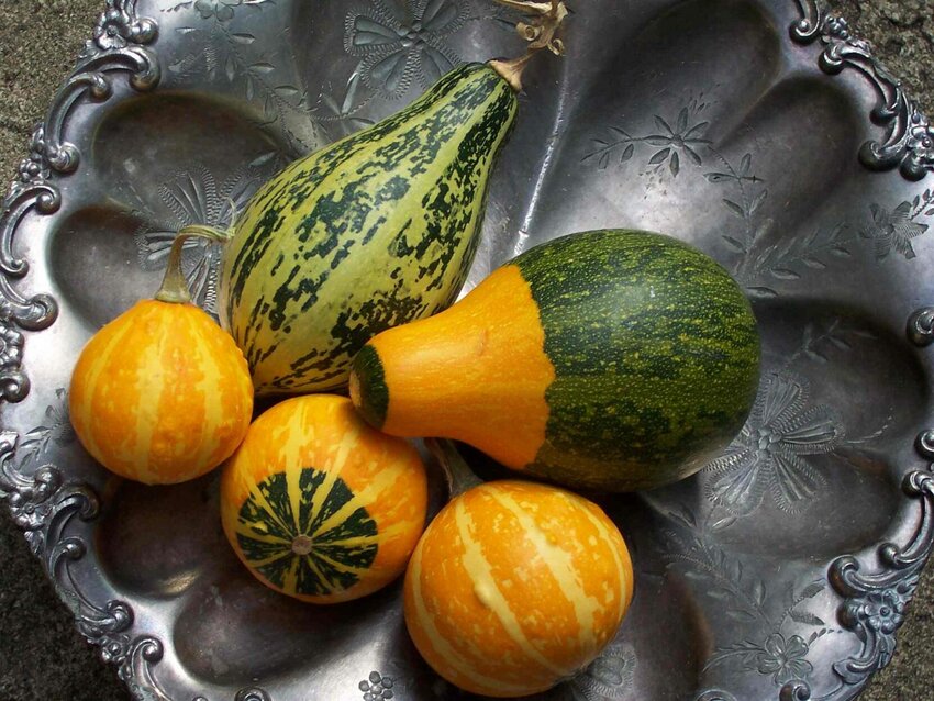 Gourds belonging to the Cucurbita group.


Photo by Peter Woodard via Wikimedia Commons