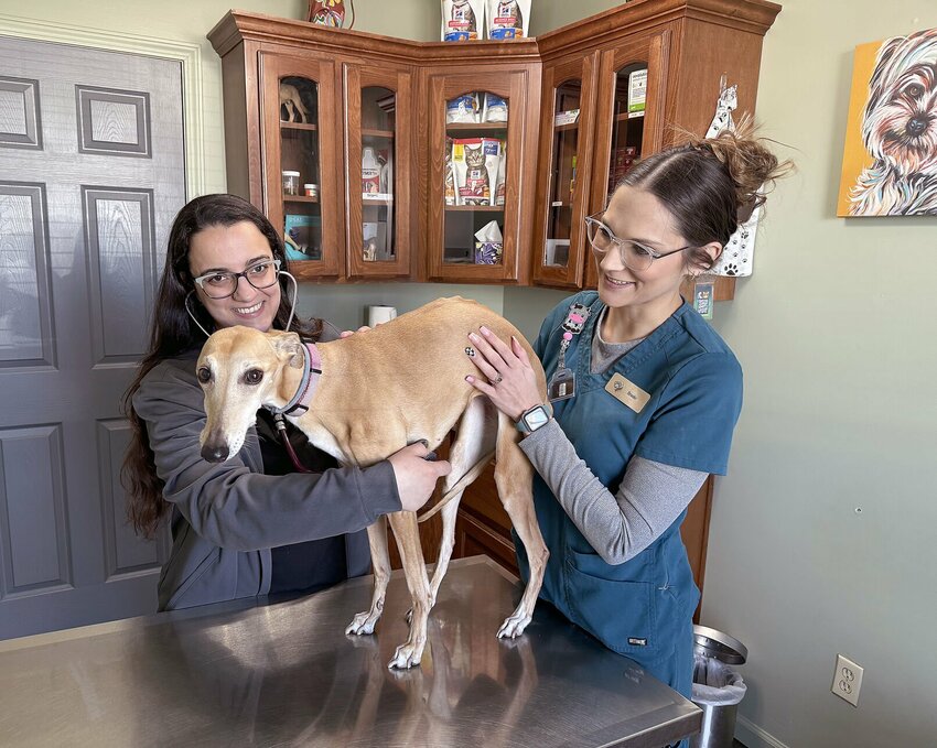 On Thursday, Feb. 27, Dr. Jess Oliveira, DVM, looks over Midge, a Whippet, with Brooke Spitzer, a vet tech at Advanced Pet Care. Oliveira was hired on Feb. 17 and joins veterinarians Dr. Jennifer Jones, DVM, and Dr. Aaron Criss, DVM, at the practice.   Photo by Faith Bemiss-McKinney | Democrat