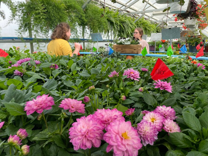 SFCC students Sunny Morris and Emma Keith tend plants at the college greenhouse at the Potter Ewing building, 3201 West 16th St, Thursday in preparation for next week&rsquo;s Spring Plant Sale.