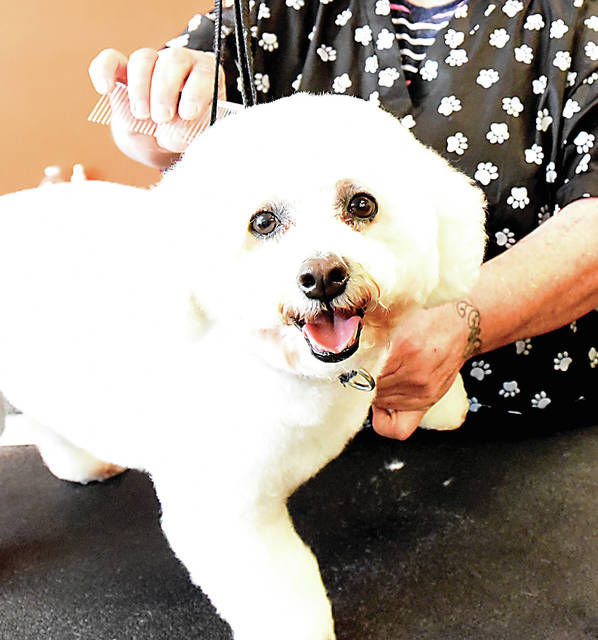 Canine Design Grooming Studio pampers pets Sedalia Democrat