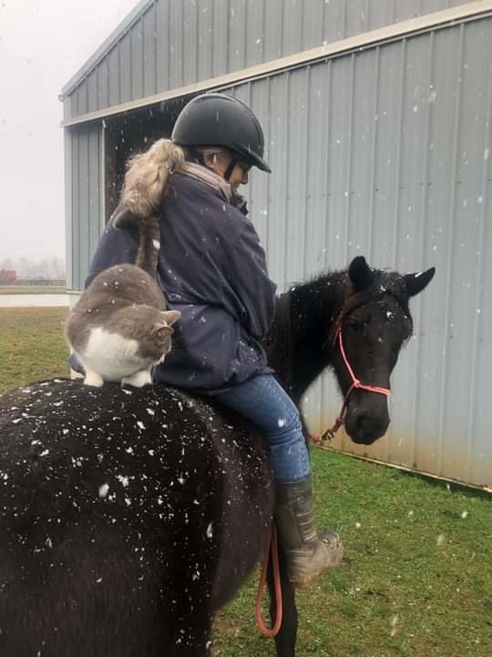 Kitty had rather ride, it seems, than play in snow.