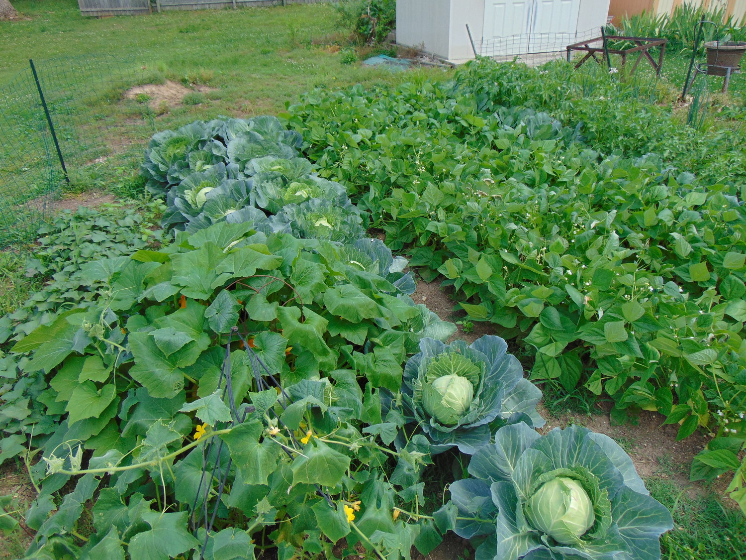 Big leafy cabbage plants are just about ready to pick.