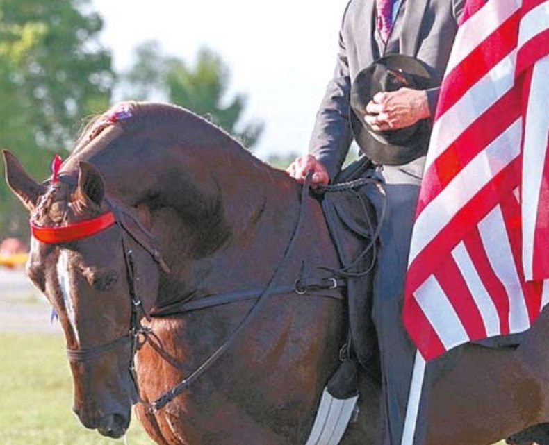 Tennessee Walking Horse, Swing Batter Batter Swing, was all ready for the 4th of July. This was the top pick for our 4th July reader submissions. Thanks to all who entered.