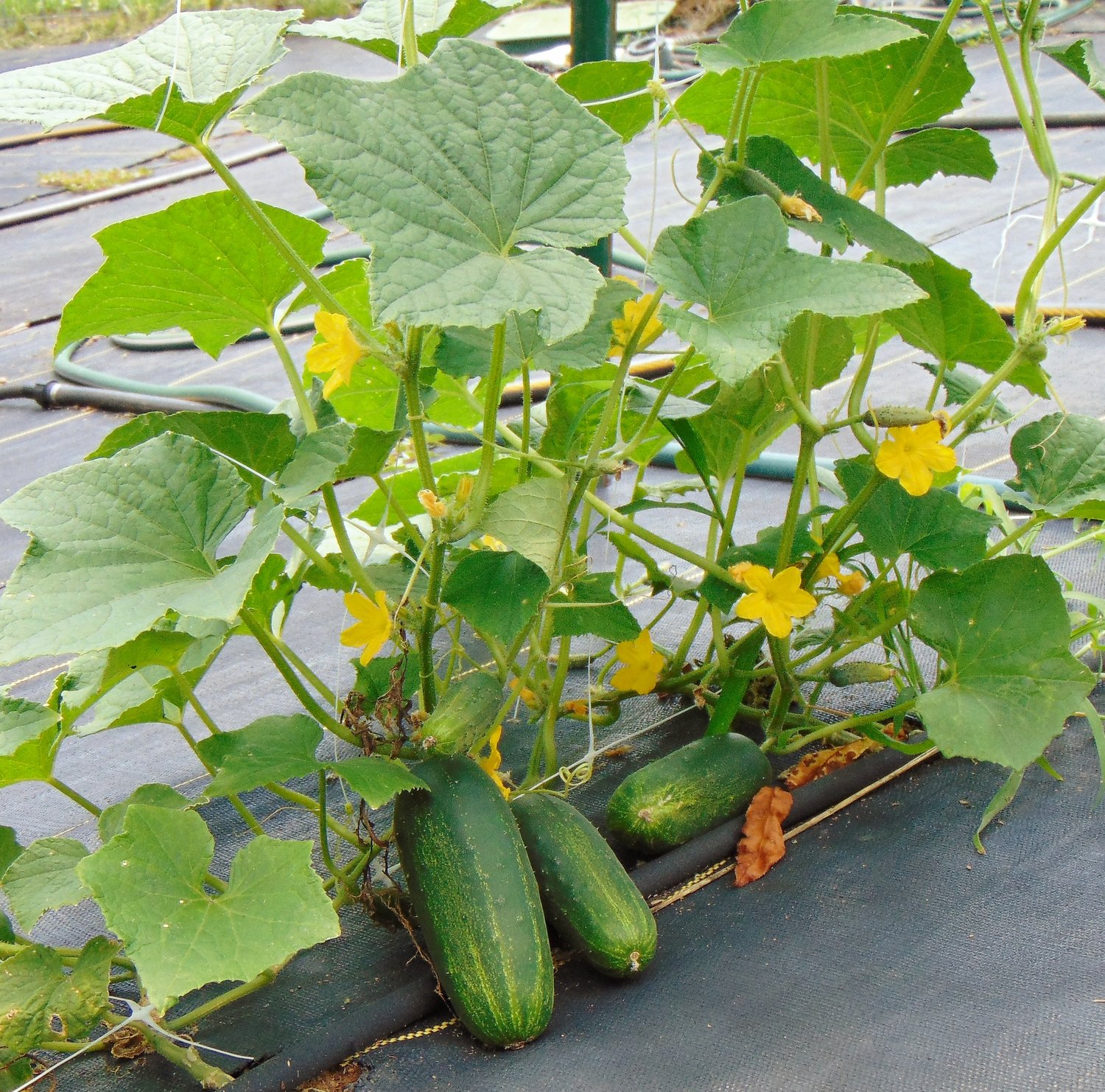 Large cucumbers are just some of the many vegetables grow on the Waid farm.