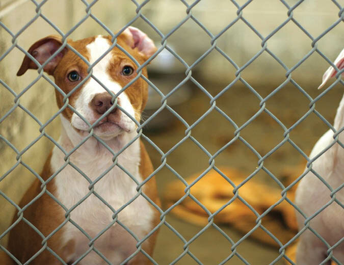The funding of part-time positions at White County Animal Shelter has been foremost in the minds of those who are concerned about the future of the facility.