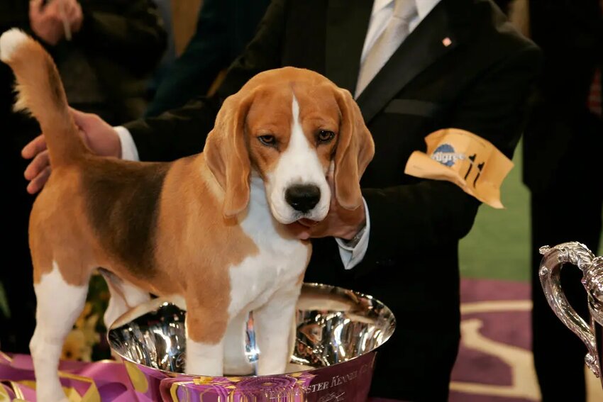 Uno, winner of the 2008 Westminster Kennel Club Dog Show. As the first ever Beagle to claim the top prize, the 3-year-old set off a celebration that was dubbed &lsquo;Beaglemania&rsquo;.