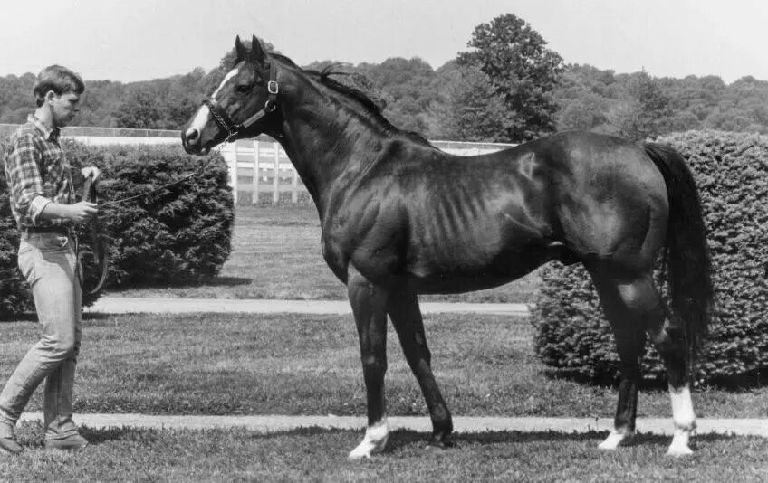 Northern Dancer, 1964 Kentucky Derby winner and greatest sire of the 20th century. Since 1894, The Jockey Club has been keeper of the American Stud Book, a registry of all Thoroughbreds.