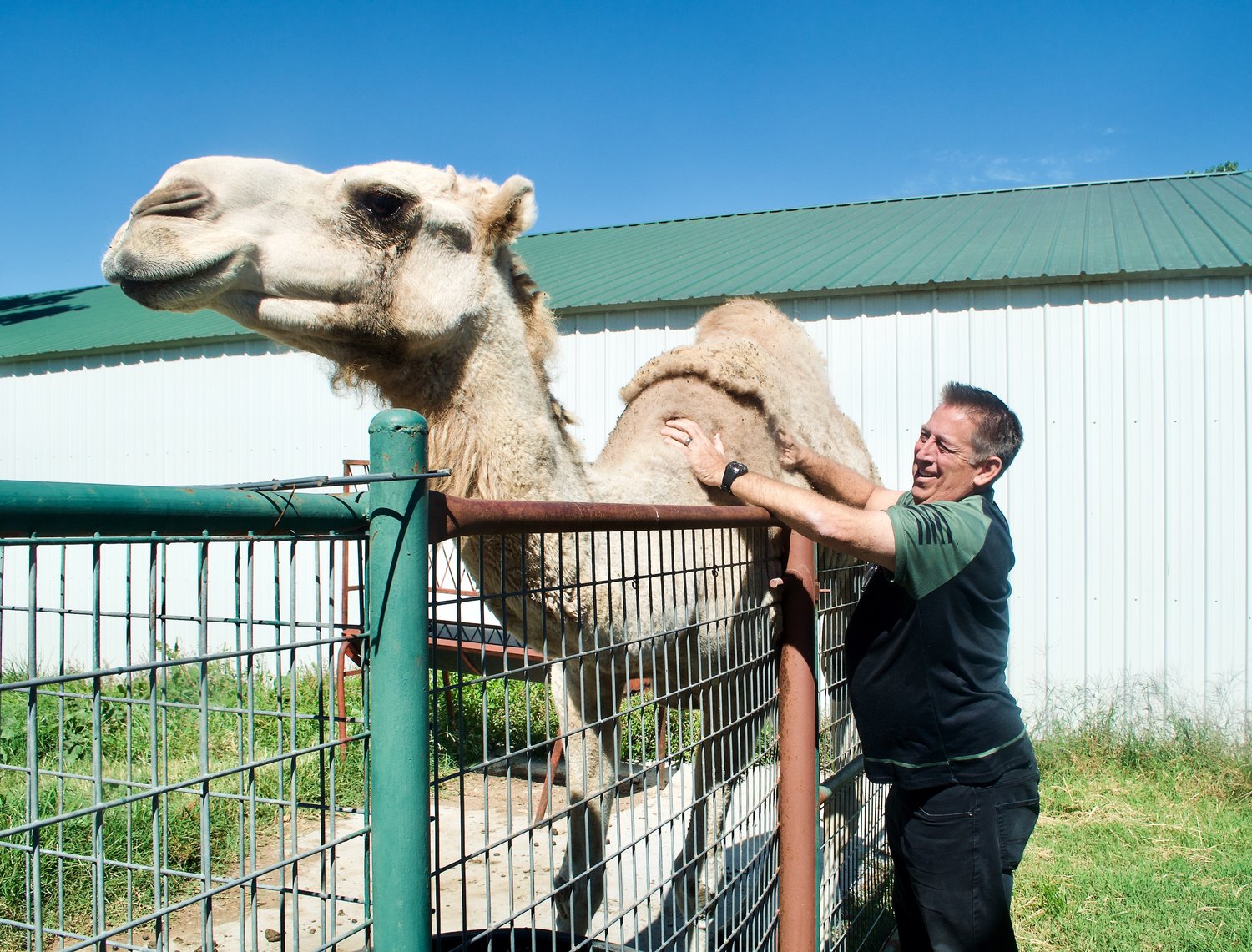 Bryan Clemensen stops a tour of the group home to pet Sally, the ranch's beloved camel, on Wednesday.