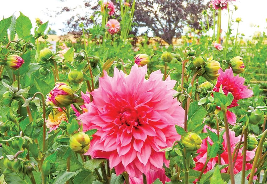 More than 200 people attended the first-ever ‘Dahlia Festival’ at Bloomstead Farms near Del Norte, witnessing a number of varieties of the national flower of Mexico.