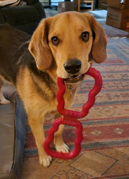 Finnegan, who is now 18 months old, was adopted from the Alamosa Dumb Friends animal shelter as a puppy and now resides in Alamosa with his loving person.  