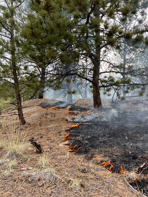 The attached photo depicts a low-intensity fire in a Ponderosa pine forest. 