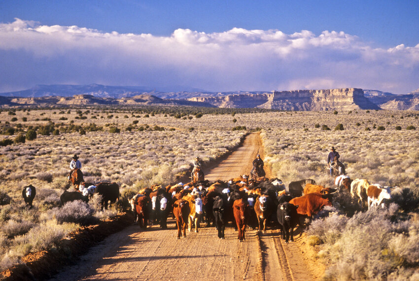 Smokey Mt. road cattle drive, Grand Staircase-Escalante National Monument, Utah. 
