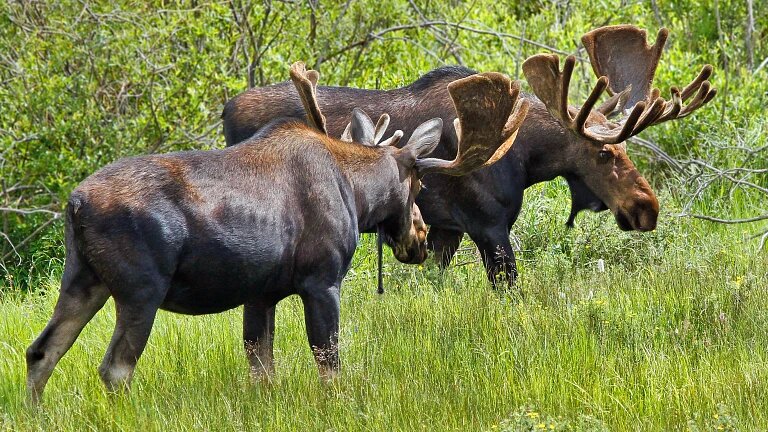 Two Shiras moose. 