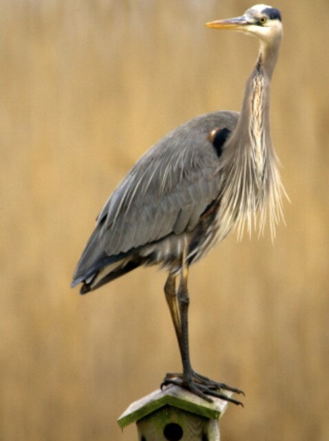 The great blue heron is one of the many birds to be seen along the Rio Grande and elsewhere in the Valley and in the several national wildlife refuges in the region. 
