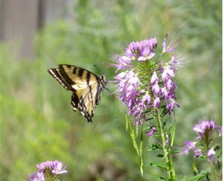 Local native plants for home and commercial landscapes - The Alamosa News