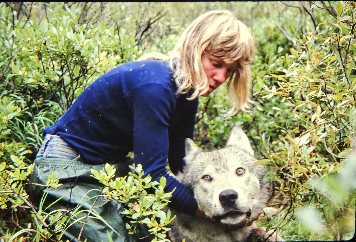 Boyd with a tranquilized wolf in northwestern Montana in the early 1990s.  